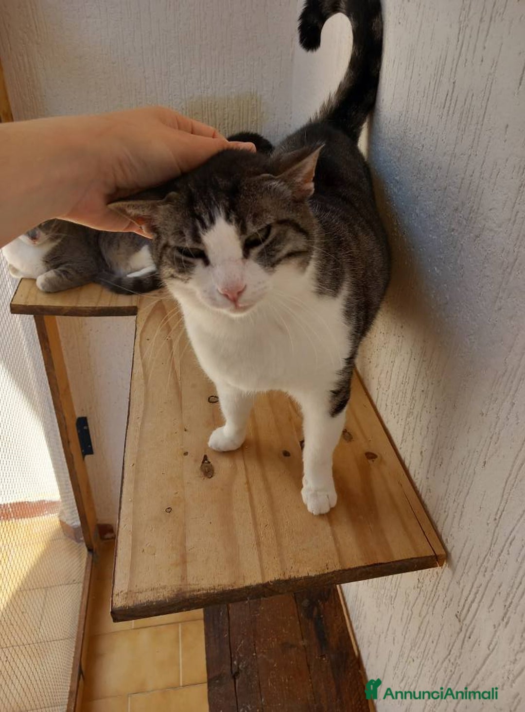 Europeo gatti in regalo: Tenera micia in adozione, SISSI! - Annuncio 3