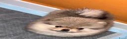 Volpino Pomerania cani in vendita: Volpino di Pomerania  a Provincia di Vibo Valentia - Annuncio 5