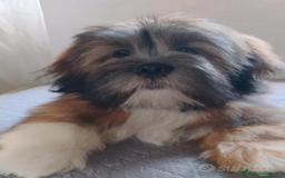 Lhasa Apso cani in vendita: Lhasa Apso  - Immagine 2