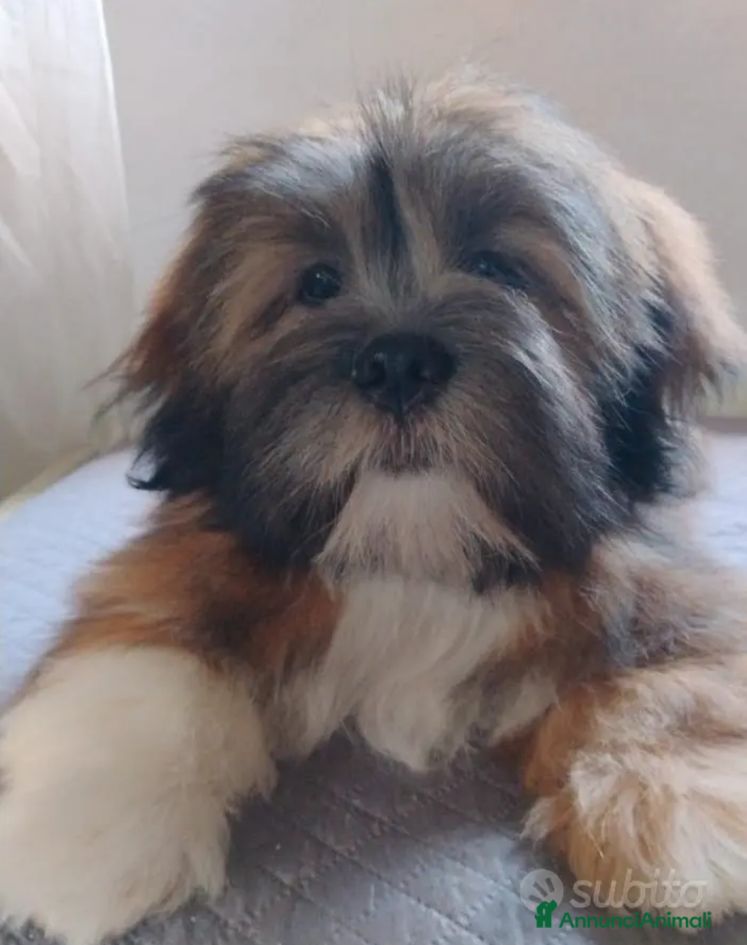 Lhasa Apso cani in vendita: Lhasa Apso  - Immagine 2