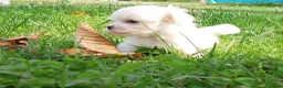Maltese cani in vendita: Prenotazione cuccioli di Maltese - Ottobre 2026 - Annuncio 4