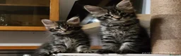 Maine Coon gatti in vendita: Cuccioli di Maine Coon  - Annuncio 10