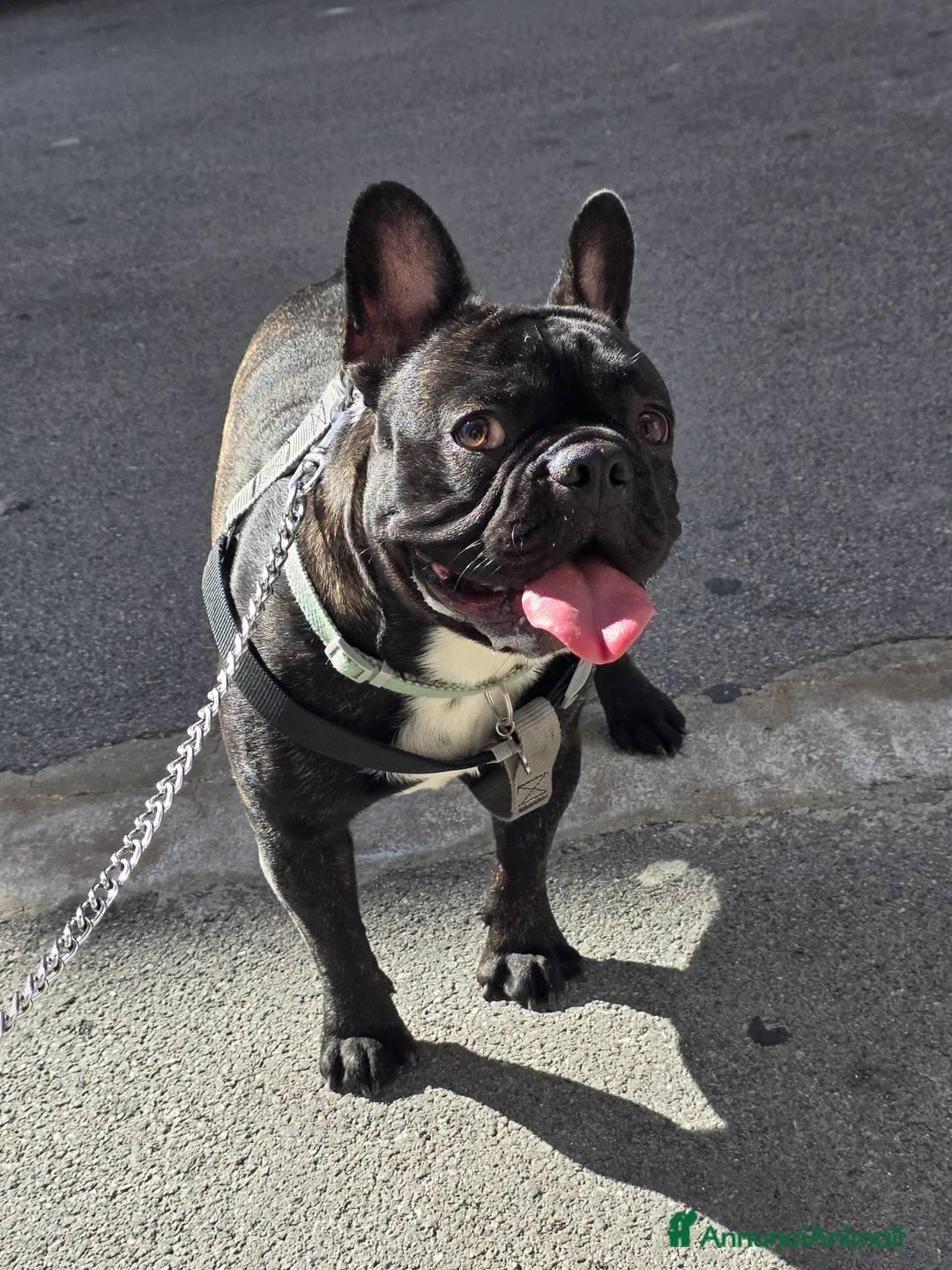 Bulldog Francese cani per accoppiamento: Bulldog Francese di 18 mesi disponibile per monta - Annuncio 2