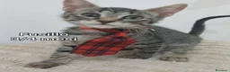 Meticcio gatti in regalo: ADOTTA UN GATTINO! a Provincia di Reggio Emilia - Annuncio 8