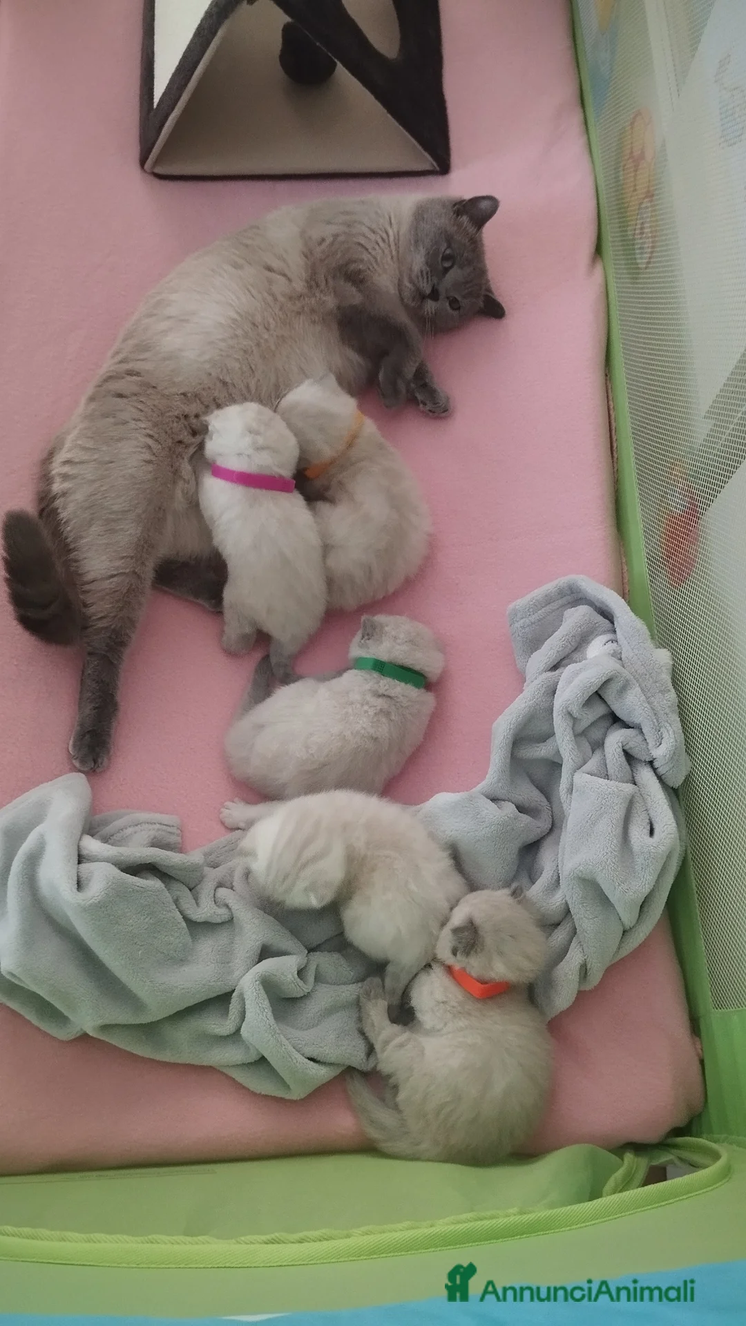 Scottish gatti in vendita: Cuccioli scottish fold e straight - Annuncio 9