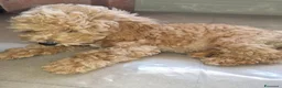 Barboncino Toy cani in vendita: Barboncino toy colore champagne  - Annuncio 6