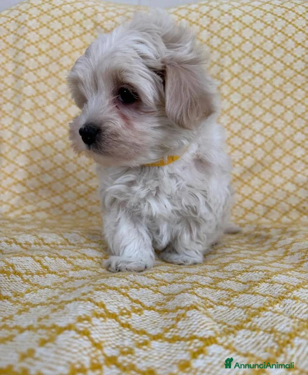 Maltipoo cani in vendita: Cuccioli di Maltipoo  - Annuncio 2