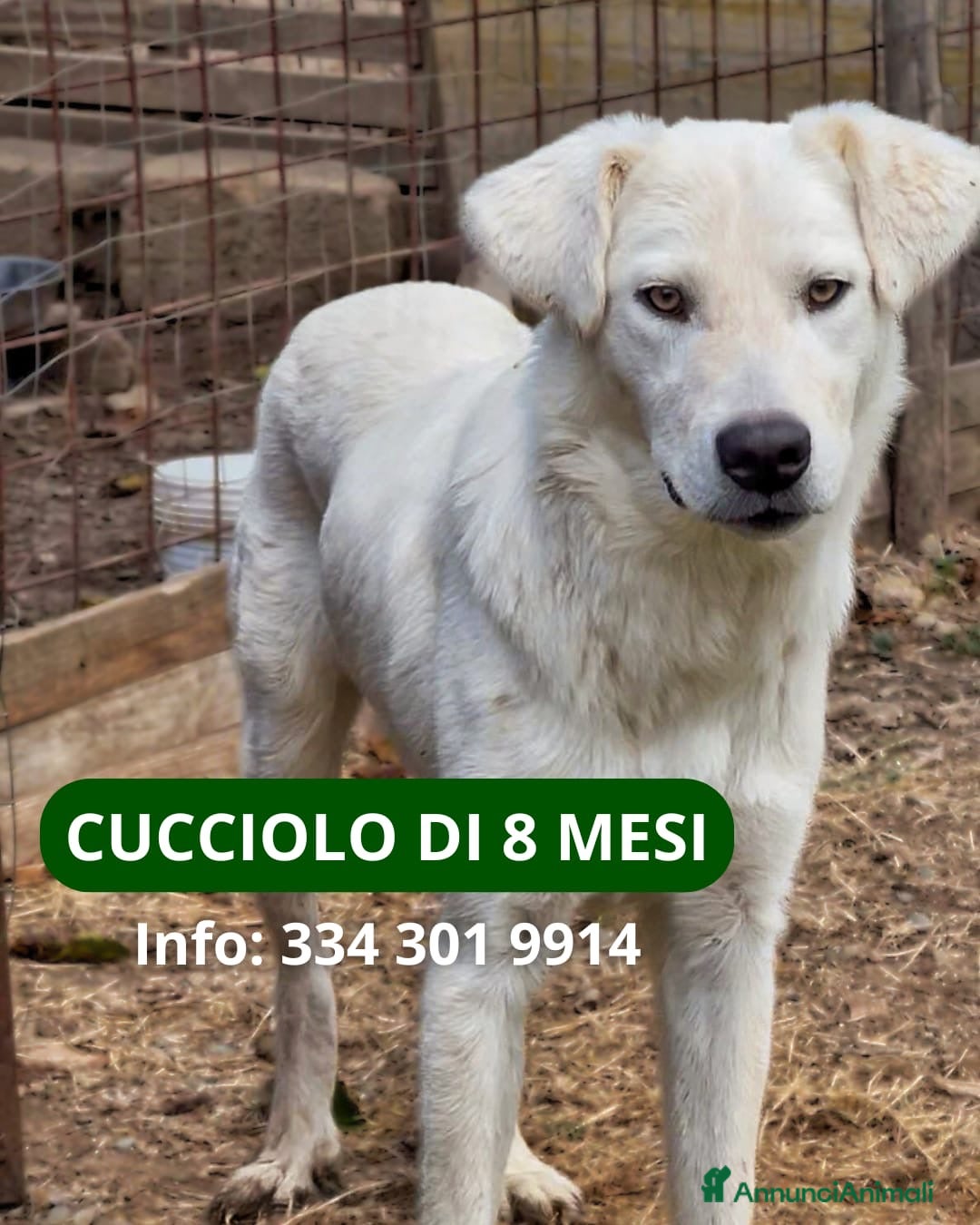 Meticcio cani in regalo: GUE’ 💙 - cucciolo timido e dolce. 🥺 - Annuncio 1