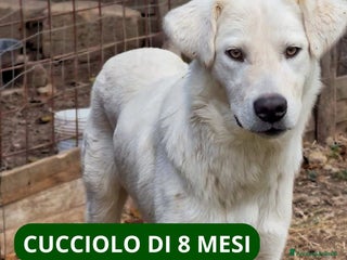 Meticcio cani GUE’ 💙 - cucciolo timido e dolce. 🥺 - Annuncio 39
