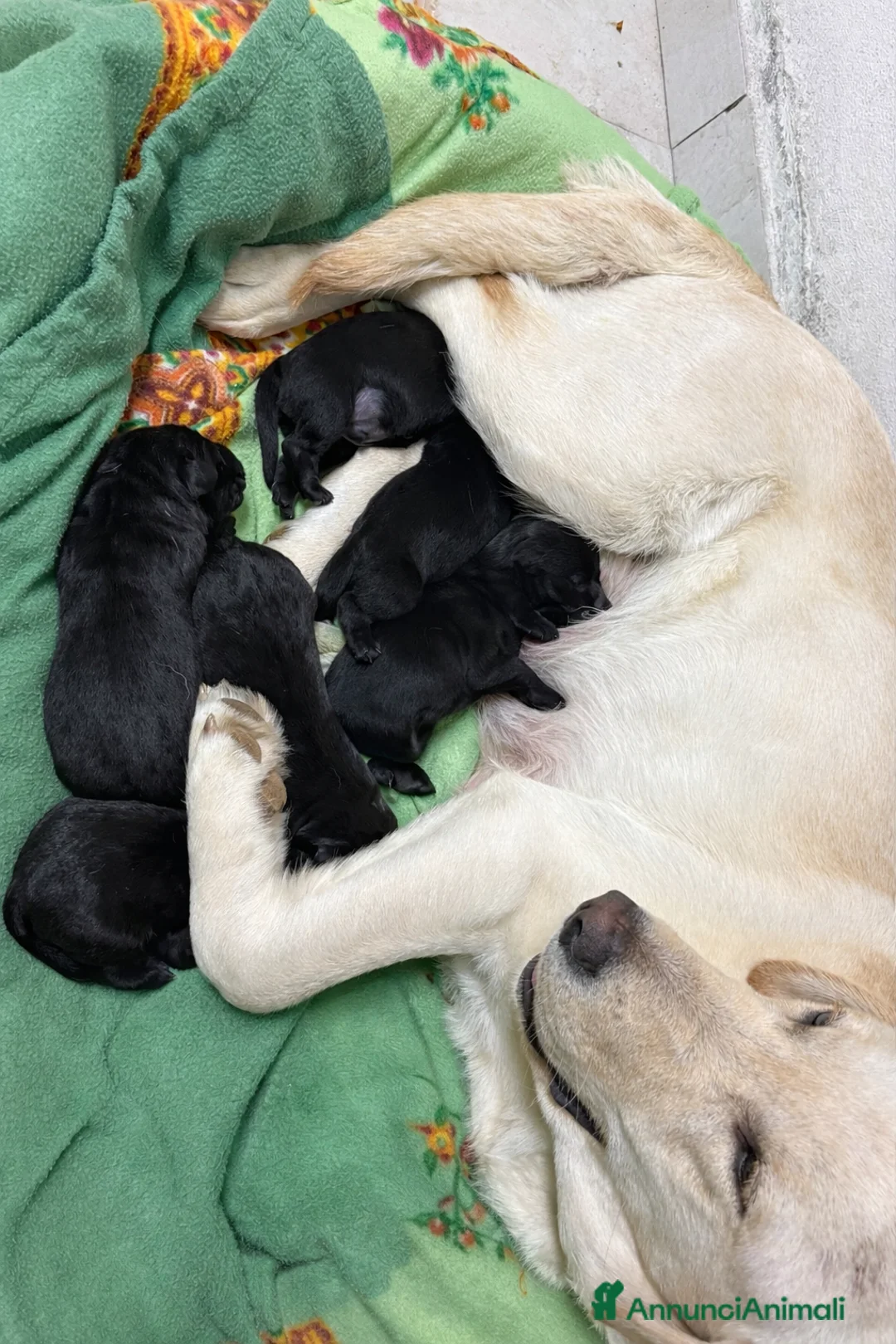 Labrador cani in vendita: Meravigliosi cuccioli Labrador  - Annuncio 1