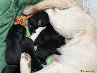 Labrador cani Meravigliosi cuccioli Labrador - Annuncio 3