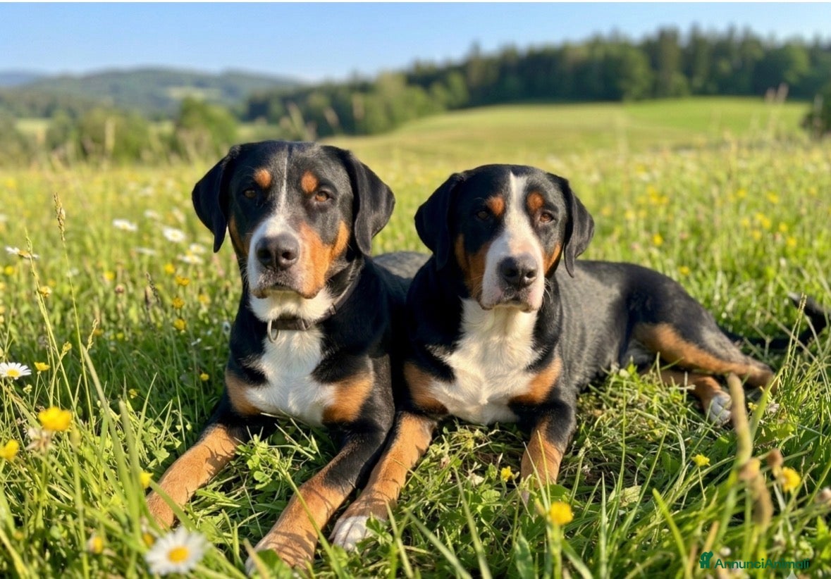 Grande Bovaro Svizzero cani Grandi cuccioli di cane svizzero - Annuncio 3