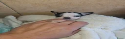 Chihuahua cani in vendita: Chihuahua toy  a Città metropolitana di Milano - Annuncio 2