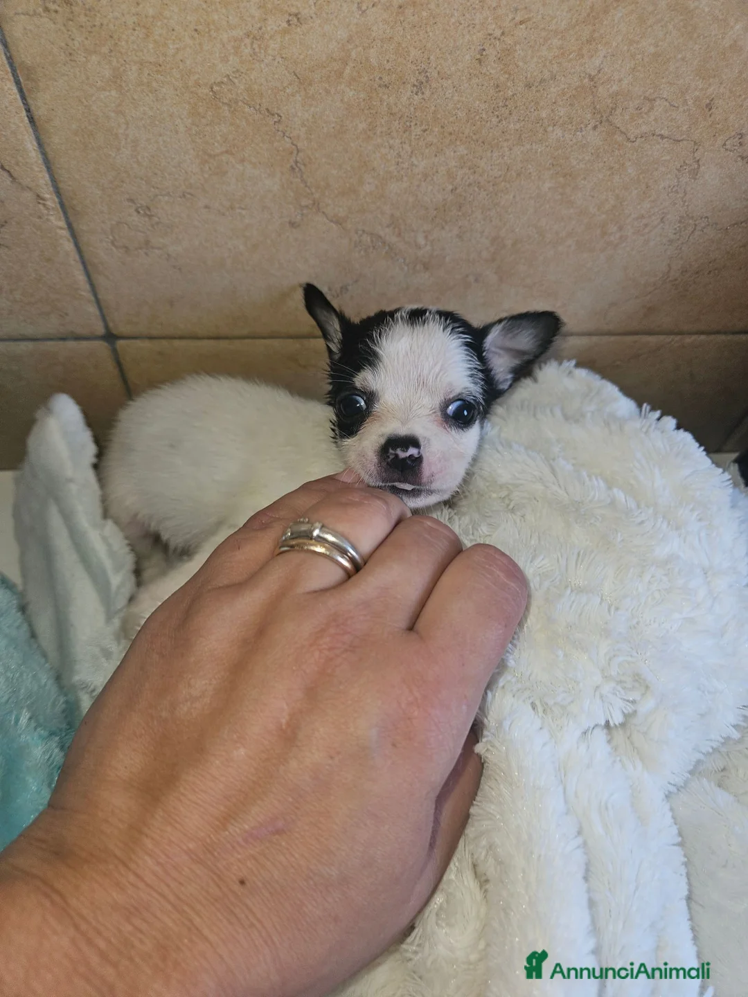 Chihuahua cani in vendita: Chihuahua toy  a Città metropolitana di Milano - Annuncio 2