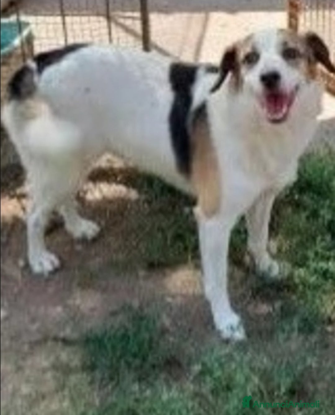 Meticcio cani in regalo: Ambra 6/7anni salita anni fa e rifiutata.  Bologna a Città metropolitana di Milano - Annuncio 2