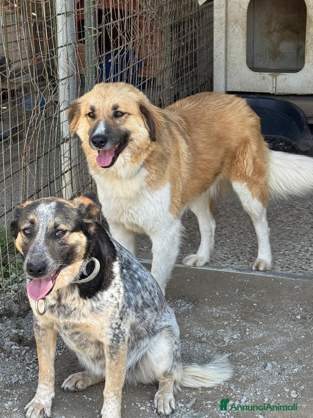 Meticcio cani in regalo: Splendida meticcia - DIVY a Città metropolitana di Milano - Annuncio 10