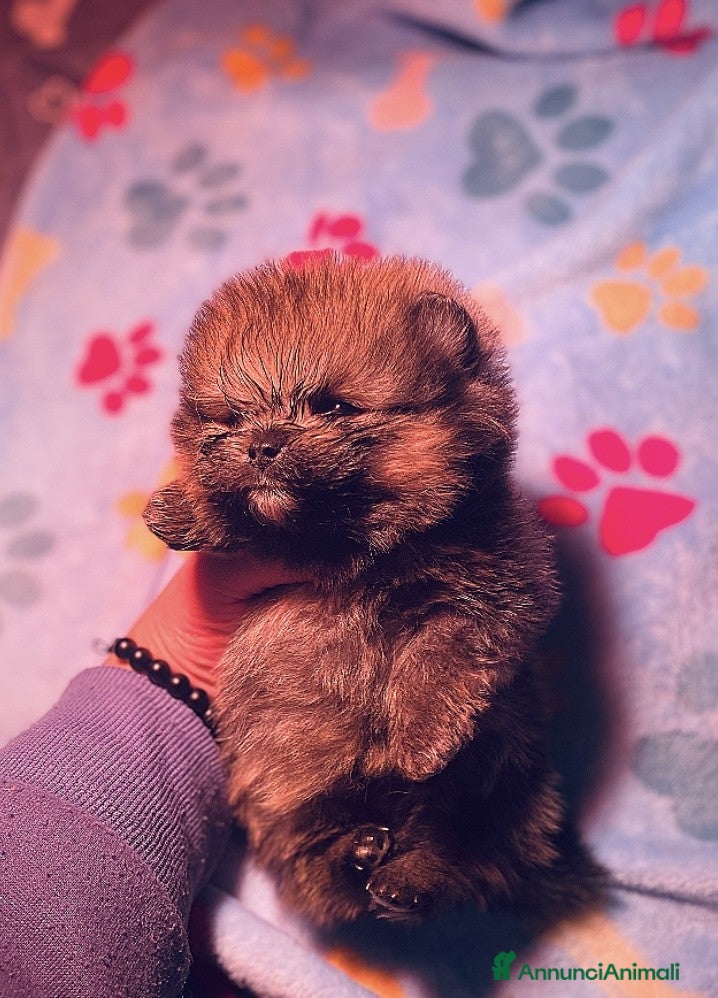 Volpino Pomerania cani Cucciolo di Pomerania con Pedigree ENCI - Annuncio 1