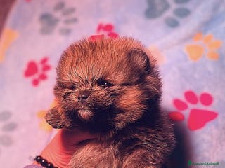 Volpino Pomerania cani Cucciolo di Pomerania con Pedigree ENCI - Annuncio 1
