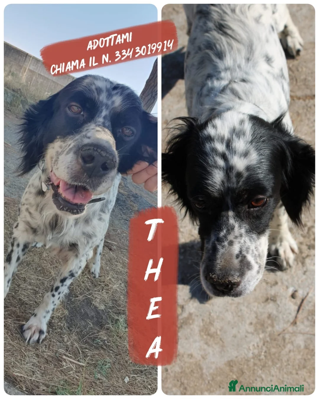 Meticcio cani in regalo: THEA 🩷 ASPETTA ANCORA IL SUO PUNTO FERMO a Provincia di Ravenna - Annuncio 8