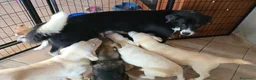 Meticcio cani in regalo: Regalo cuccioli futura taglia medio-grande  - Annuncio 3