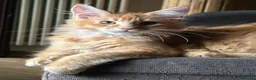 Maine Coon gatti in vendita: Maine Coon  - Annuncio 10