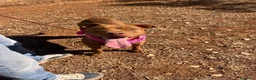 Pitbull cani in regalo: Shakira dolcissima pitbull - Annuncio 3