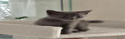 Certosino gatti in vendita: Gattina certosino  - Annuncio 1