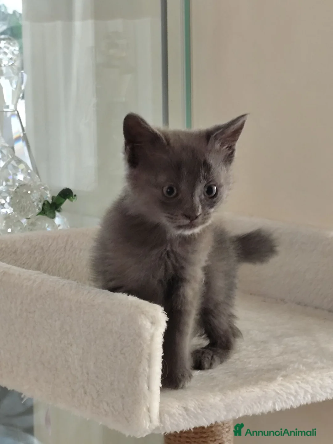 Certosino gatti in vendita: Gattina certosino  - Annuncio 1