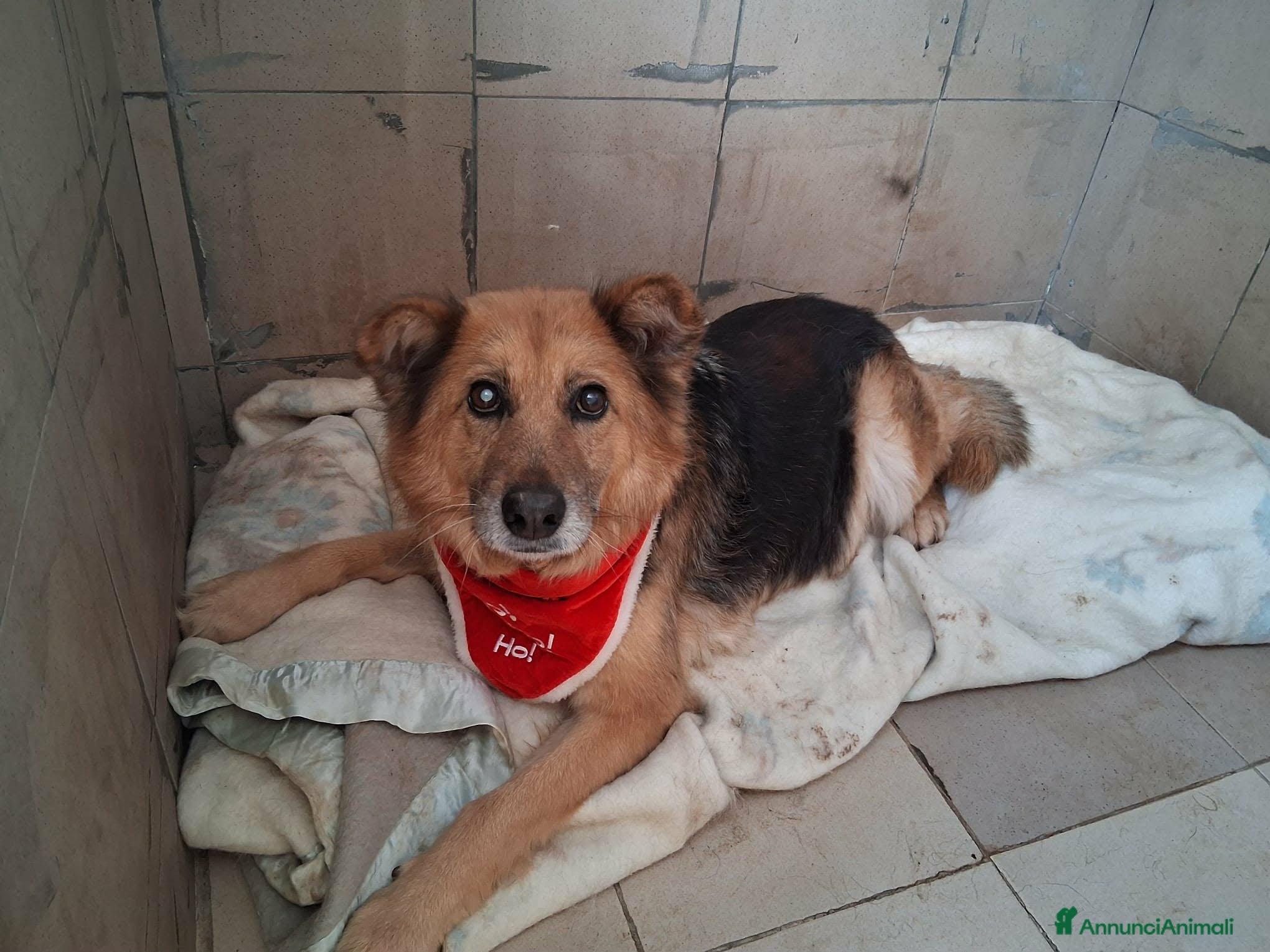 Meticcio cani Una famiglia speciale per la dolce Terry - Annuncio 2