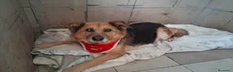 Meticcio cani in regalo: Una famiglia speciale per la dolce Terry - Annuncio 2