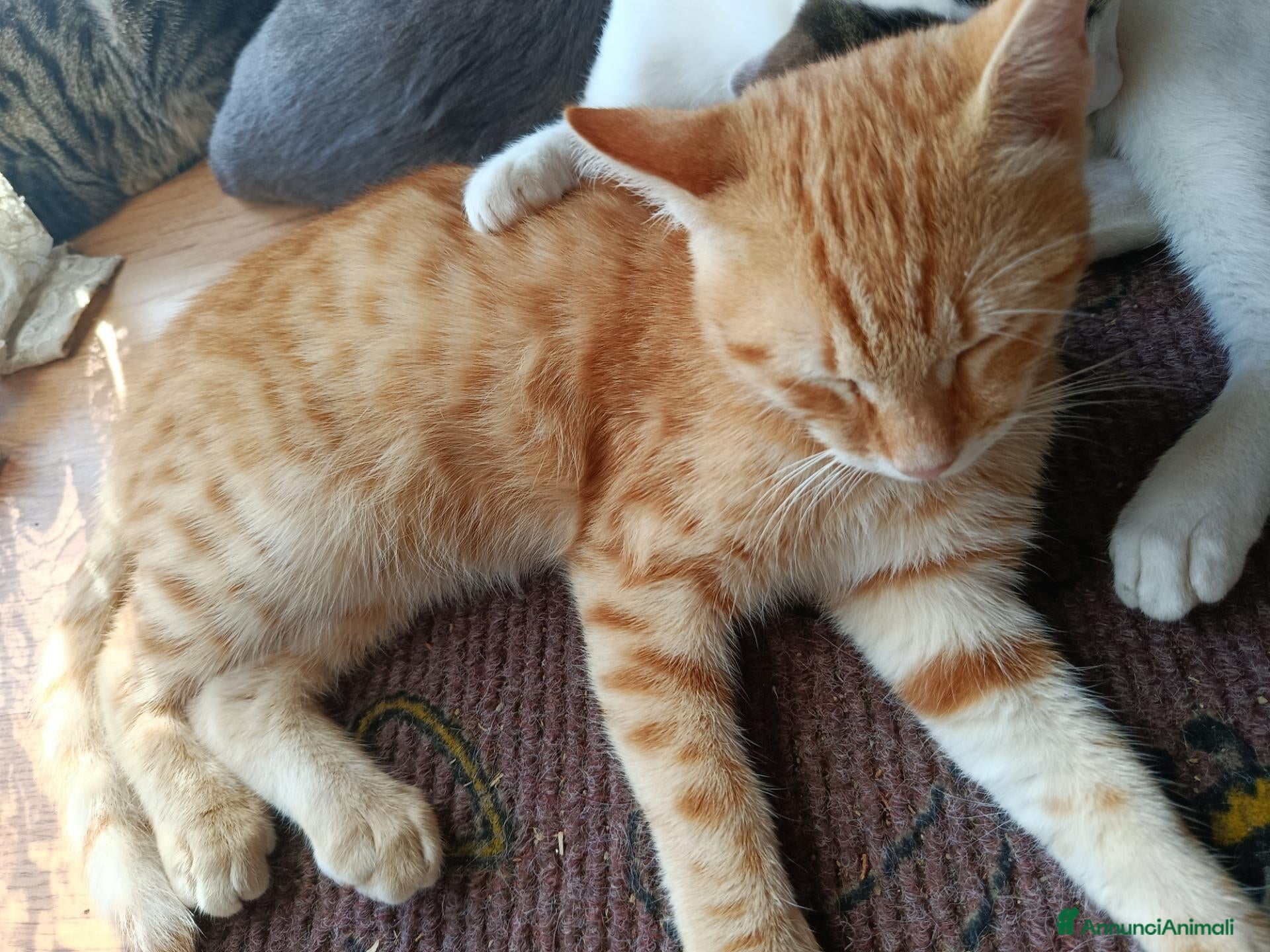 Altre razze gatti 🤍Galileo e Nemo🧡 (IN REGALO,NON IN VENDITA) - Annuncio 11