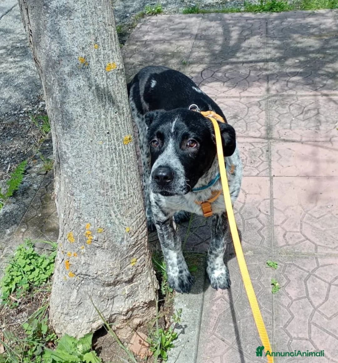 Meticcio cani in regalo: UNA MAMMA PER YUKI a Provincia di Varese - Annuncio 7