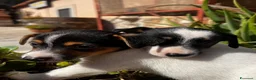 Jack Russell cani in vendita: Jack russell  - Annuncio 2