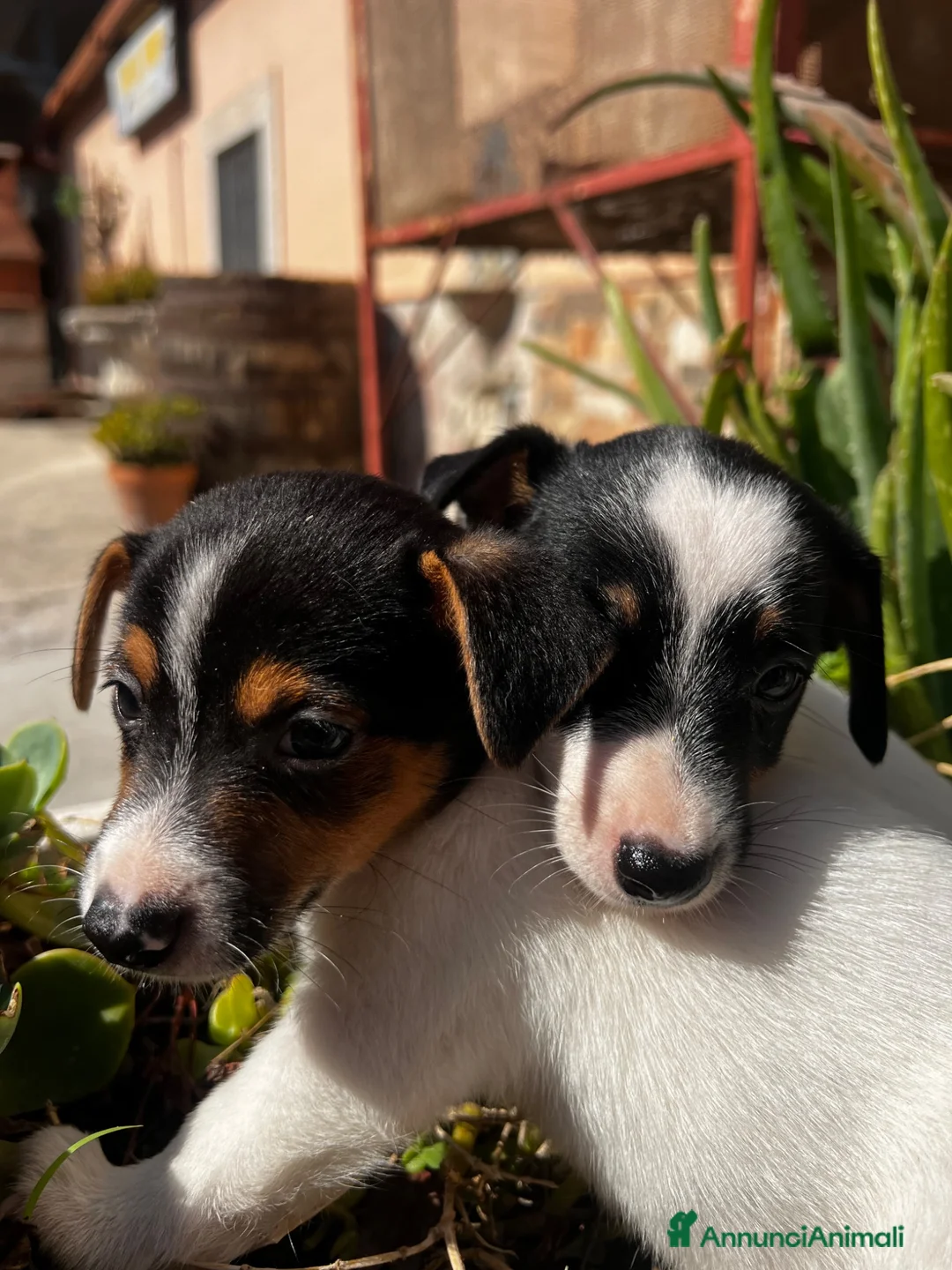 Jack Russell cani in vendita: Jack russell  - Annuncio 2