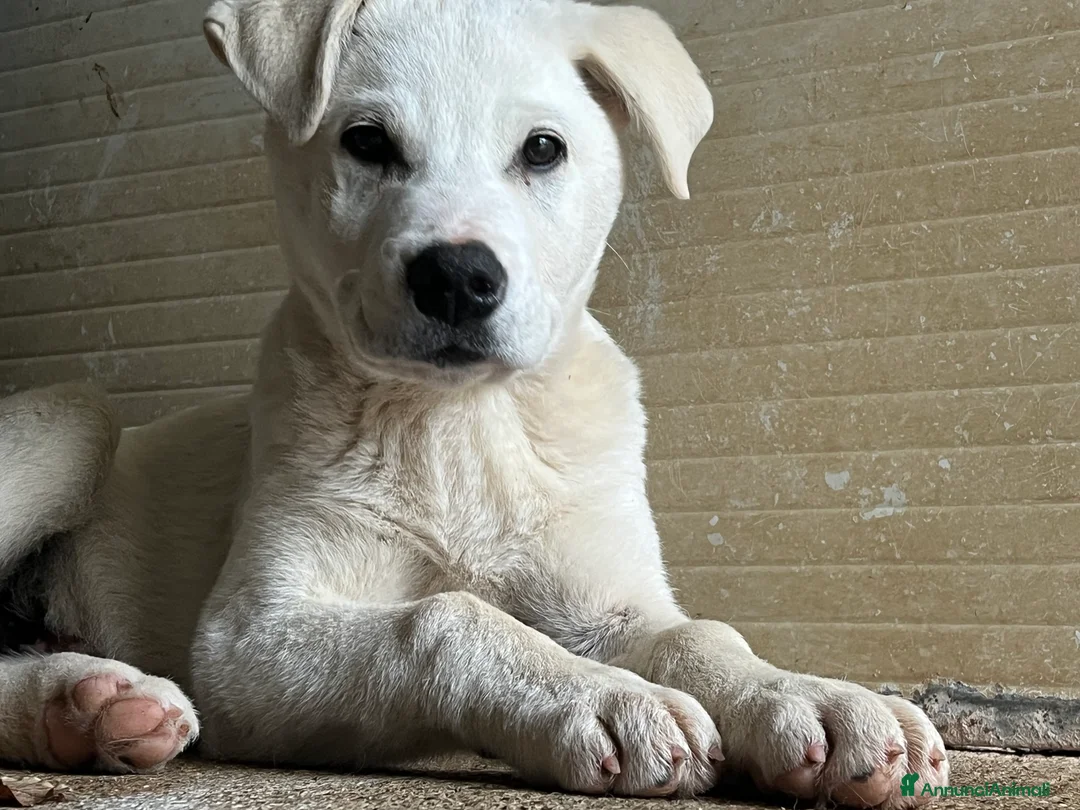 Meticcio cani in regalo: Cuccioli simil pastore maremmano - Annuncio 10