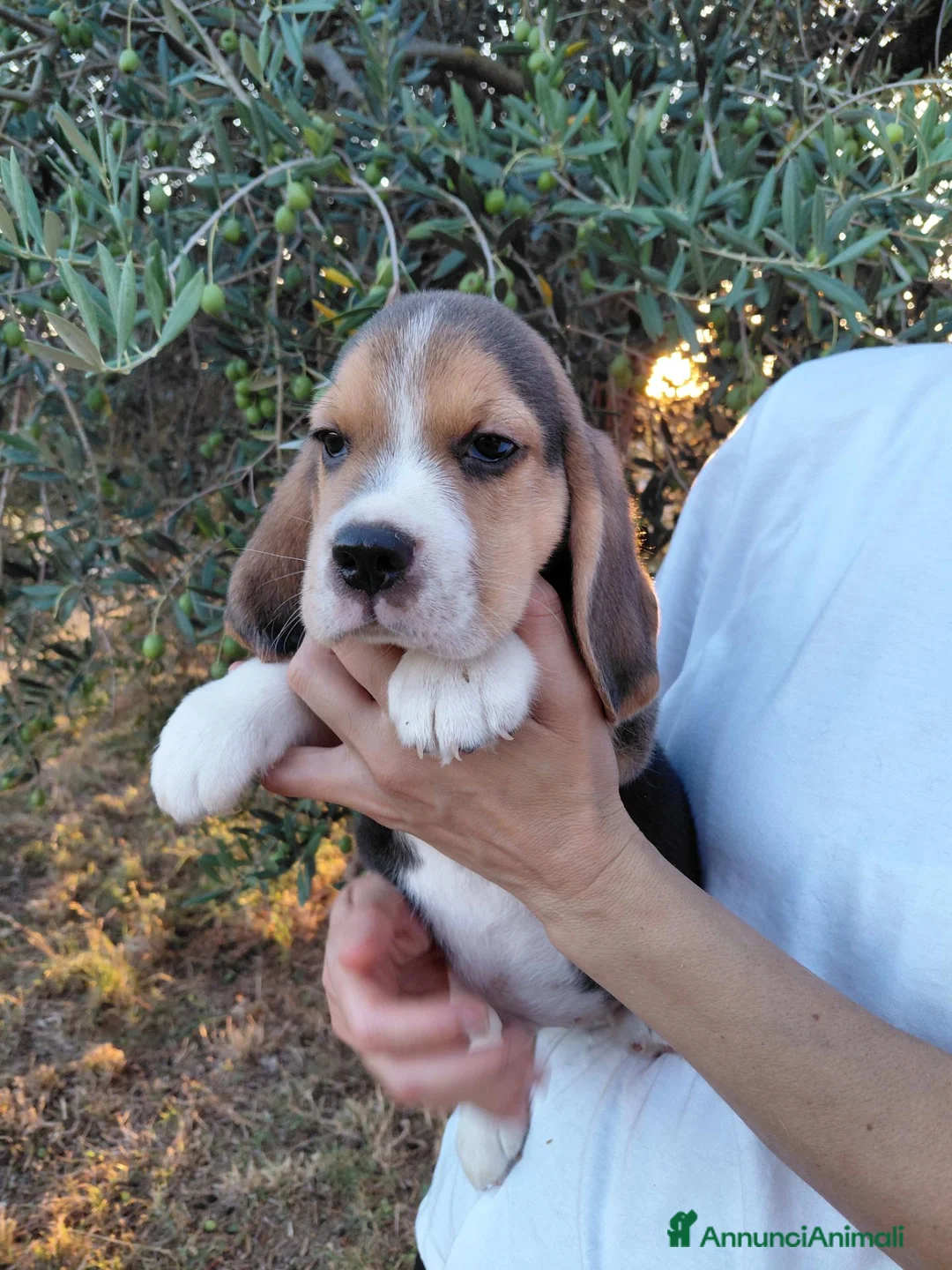 Beagle cani in vendita: Cuccioli Beagle - Annuncio 4