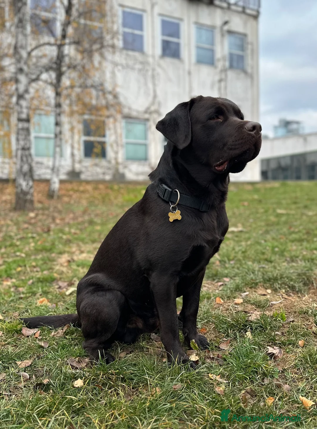 Labrador cani in vendita: LABRADOR - Annuncio 7