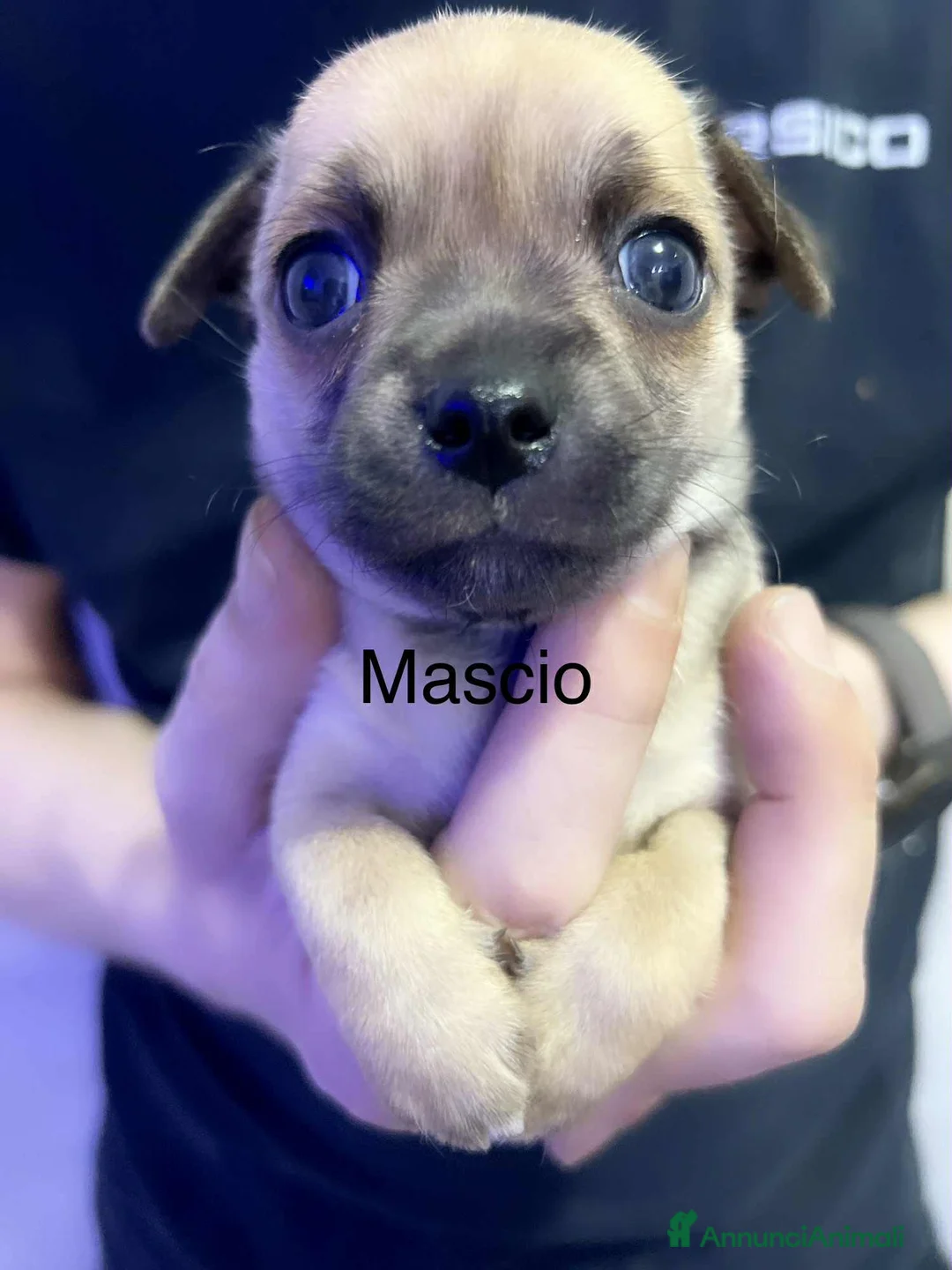 Chihuahua cani in vendita: Extra chihuahua  - Annuncio 11