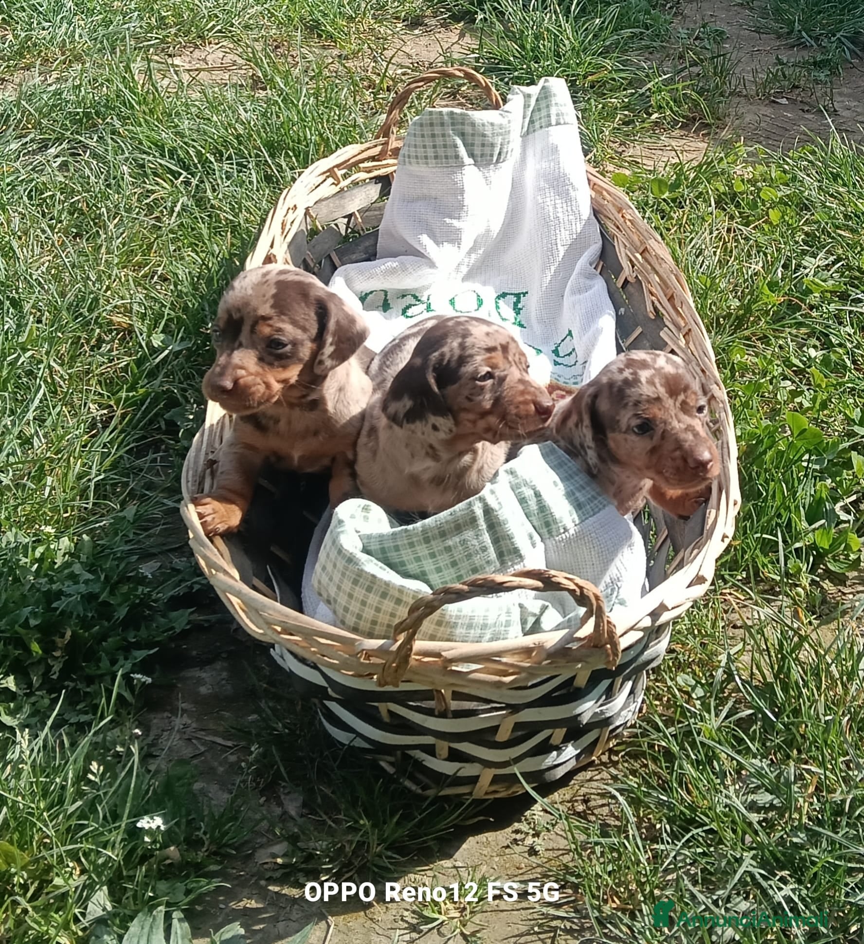 Bassotto cani Bassotti in provincia di bs - Annuncio 1