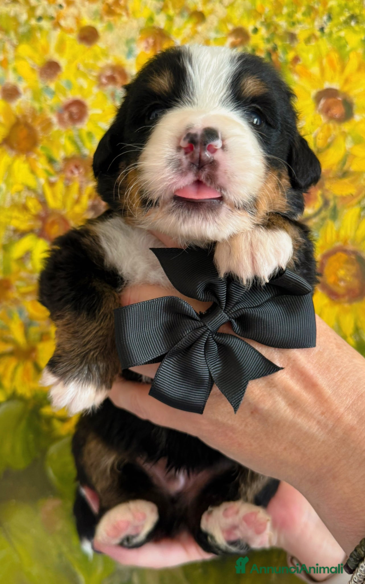 Bovaro del Bernese cani Bovaro del Bernese Cuccioli disponibili  - Annuncio 2