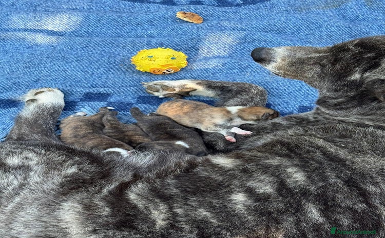 Akita Inu cani a Provincia di Brescia - Annuncio 1