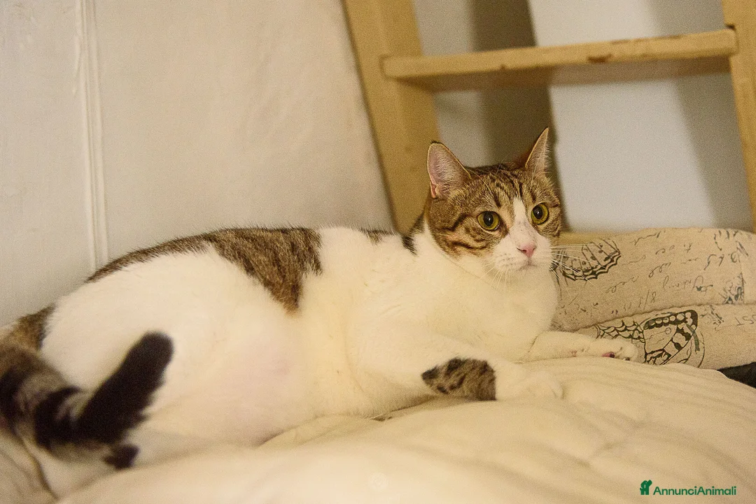 Europeo gatti in regalo: Luz e Blanca, una mamma e la sua piccola ombra - Annuncio 7