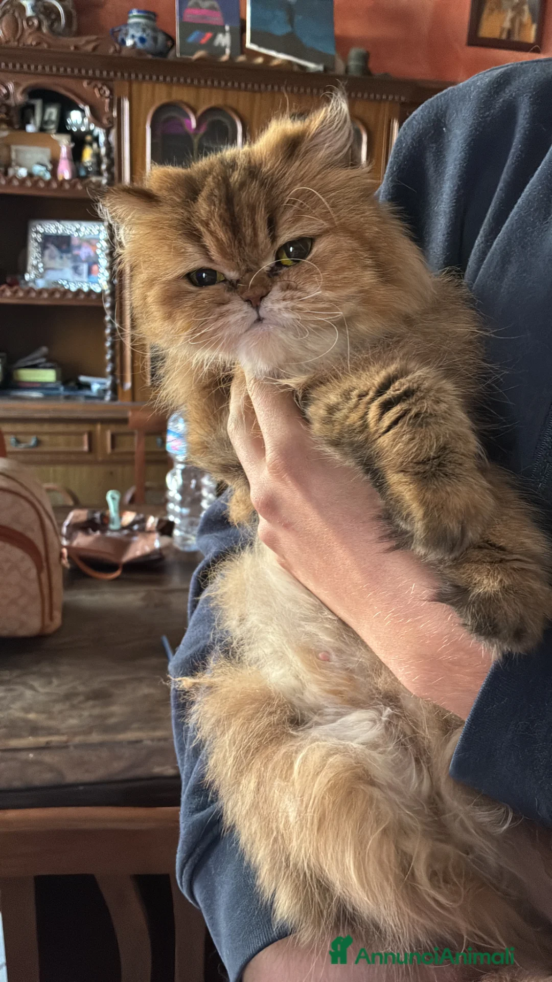 Persiano gatti in vendita: Cuccioli di persiano a Provincia di Brescia - Annuncio 1