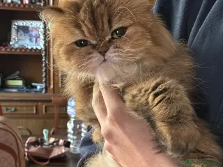 Persiano gatti Cuccioli di persiano - Annuncio 20