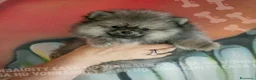 Volpino Pomerania cani in vendita: Cuccioli di Pomerania con Pedigree - Annuncio 2