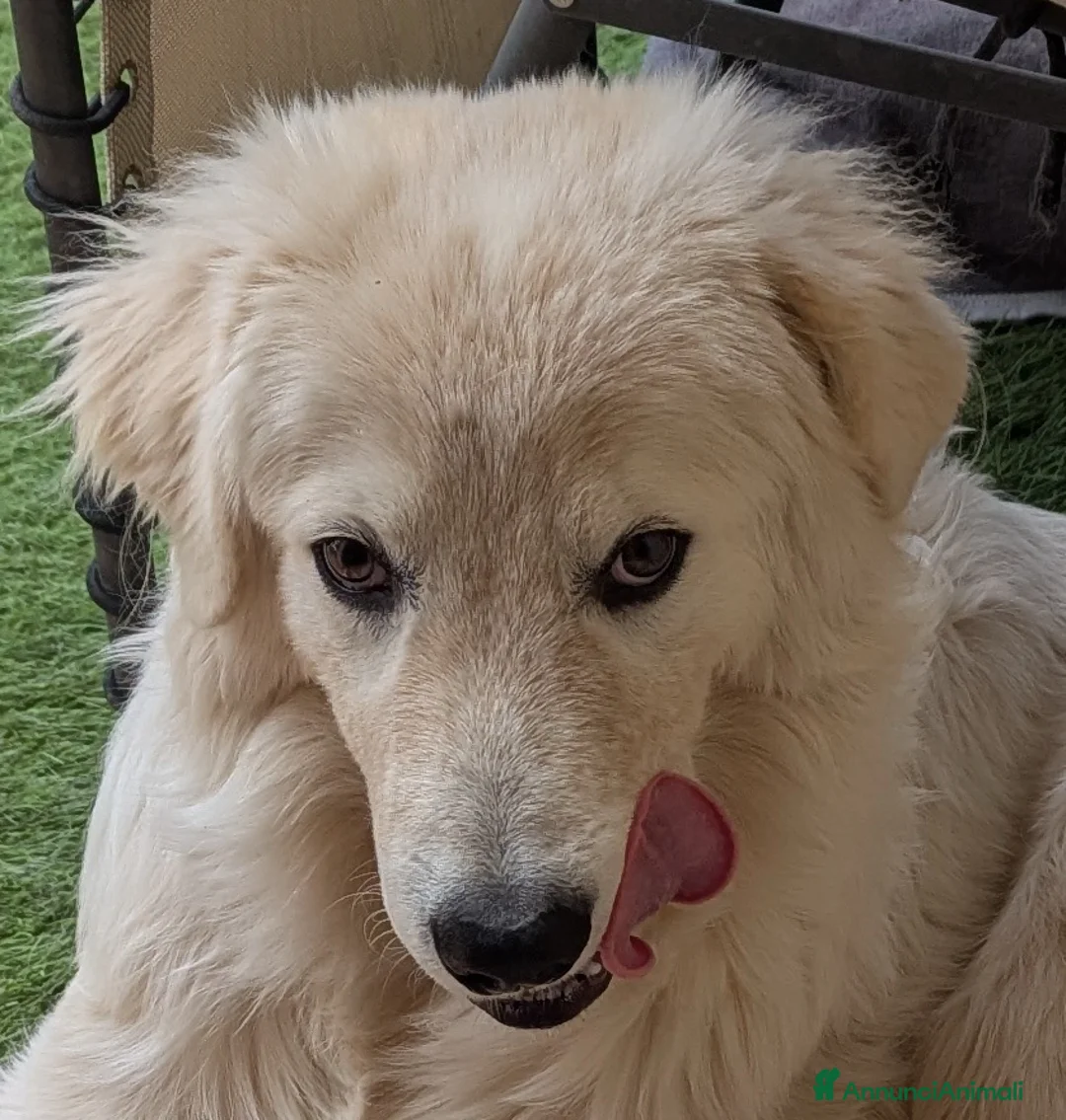 Pastore Maremmano cani in regalo: cuccioli maremmani - Annuncio 2