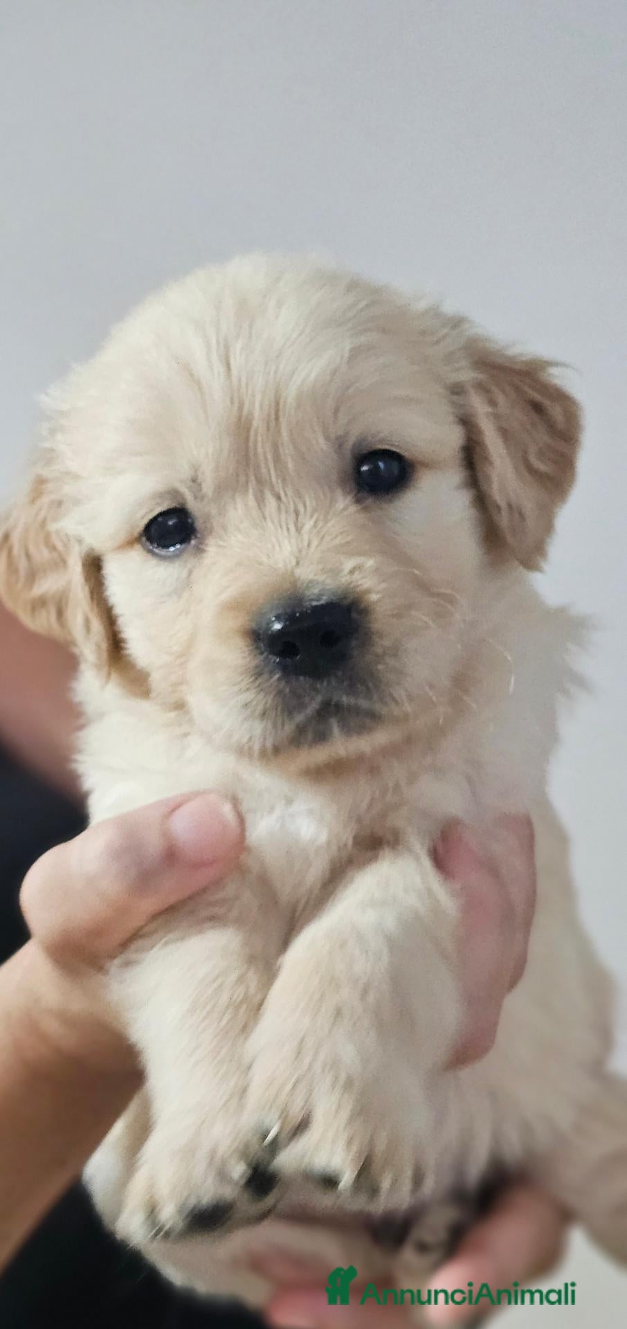 Golden Retriever cani SPLENDIDI CUCCIOLI GOLDEN RETRIEVER  - Annuncio 2