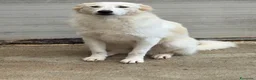 Meticcio cani in regalo: Milly  a Provincia di Cosenza - Annuncio 5
