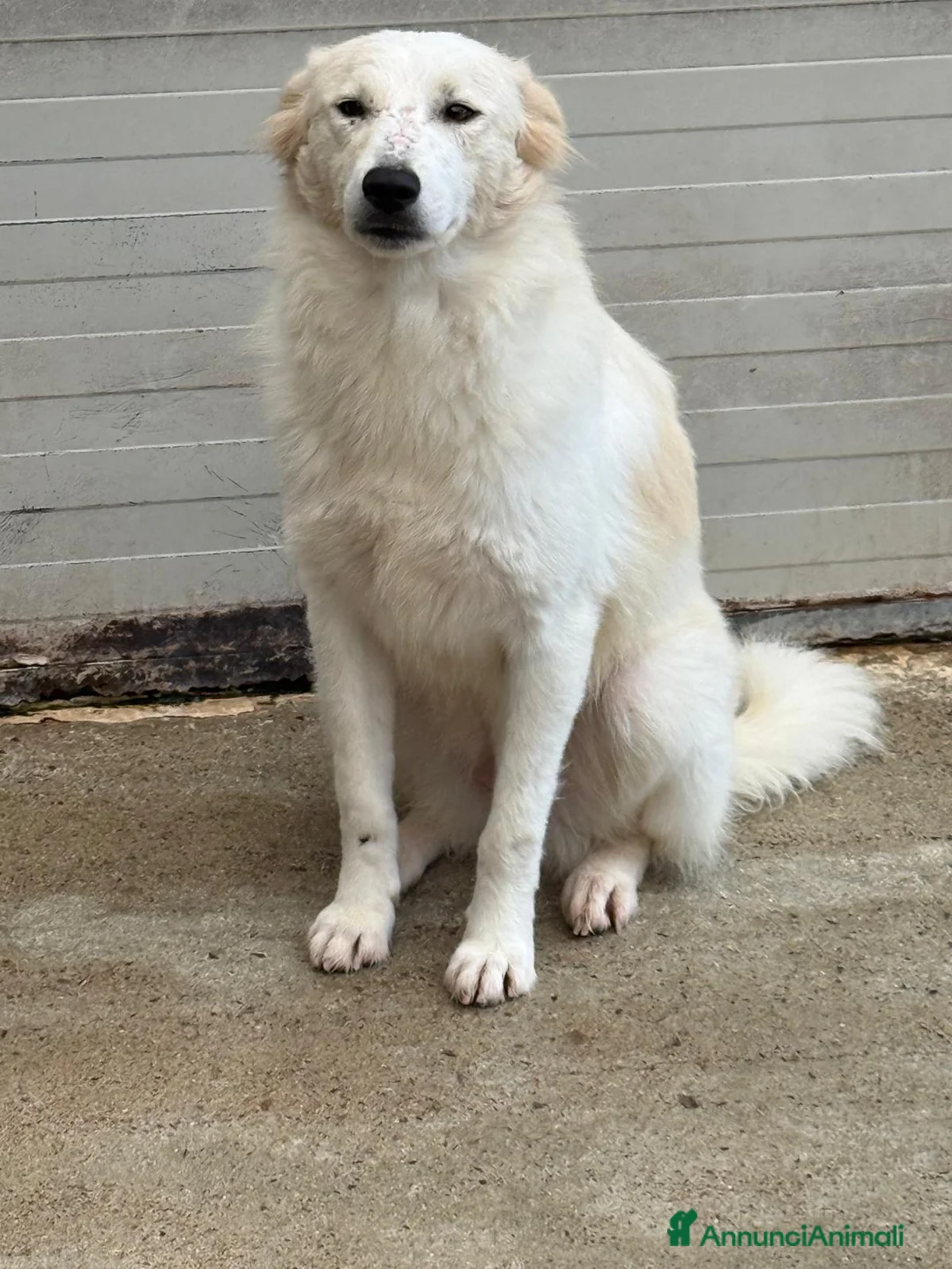 Meticcio cani in regalo: Milly  a Provincia di Cosenza - Annuncio 5