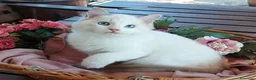 Ragdoll gatti in vendita: Ultimi gattini RAGDOLL con pedigree - Annuncio 2